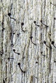 Attēlu rezultāti vaicājumam “Chaenotheca laevigata”