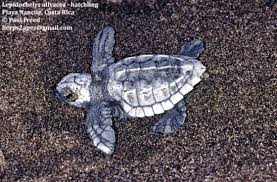 Image result for Lepidochelys olivacea