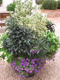 Attēlu rezultāti vaicājumam “Euonymus flower”