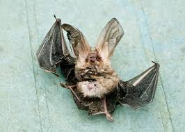 Attēlu rezultāti vaicājumam “Plecotus auritus”