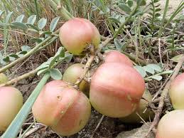 Attēlu rezultāti vaicājumam “Astragalus arenarius fruit”