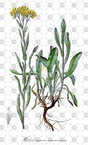 Attēlu rezultāti vaicājumam “Helianthus annuus fruit”