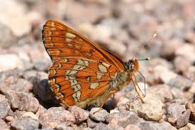 Attēlu rezultāti vaicājumam “Euphydryas maturna upperside”