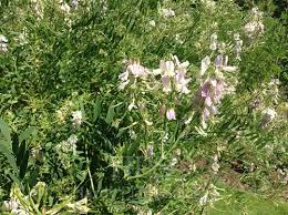 Attēlu rezultāti vaicājumam “Galega orientalis leaf”