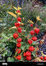 Attēlu rezultāti vaicājumam “Physalis alkekengi flower”