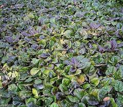 Attēlu rezultāti vaicājumam “Ajuga reptans”