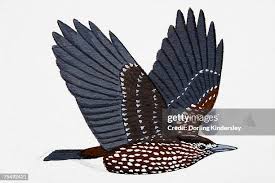 Attēlu rezultāti vaicājumam “Nucifraga caryocatactes adult”