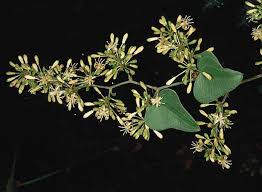 Attēlu rezultāti vaicājumam “Chara aspera male”