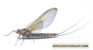 Attēlu rezultāti vaicājumam “Siphlonurus”