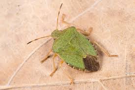 Attēlu rezultāti vaicājumam “Palomena prasina imago”