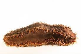 Image result for Cucumaria frondosa