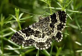 Attēlu rezultāti vaicājumam “Epirhoe tristata”