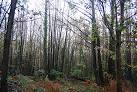 In spring the reserve is a mass of bluebells and wood anemones, - via Daymix