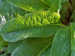 Attēlu rezultāti vaicājumam “Symphytum officinale leaf”