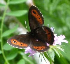 Attēlu rezultāti vaicājumam “Erebia ligea”