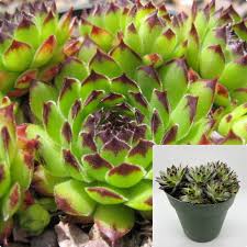 Attēlu rezultāti vaicājumam “Crassulaceae”