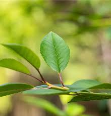 Attēlu rezultāti vaicājumam “Cerasus leaf”