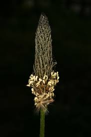 Attēlu rezultāti vaicājumam “Plantago lanceolata fruit”