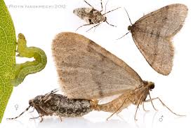 Attēlu rezultāti vaicājumam “Operophtera”