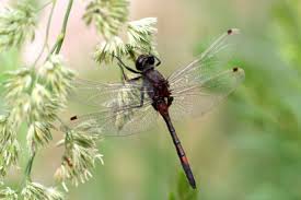 Attēlu rezultāti vaicājumam “Leucorrhinia rubicunda”