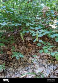 Attēlu rezultāti vaicājumam “Hordelymus europaeus leaf”