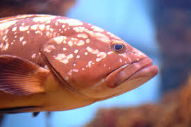 Image result for Epinephelus marginatus