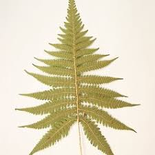 Attēlu rezultāti vaicājumam “Phegopteris connectilis”