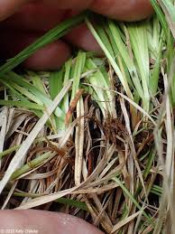 Attēlu rezultāti vaicājumam “Carex capillaris fruit”