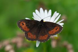 Attēlu rezultāti vaicājumam “Erebia ligea upperside”