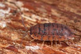 Attēlu rezultāti vaicājumam “Armadillidium pulchellum”