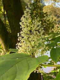 Attēlu rezultāti vaicājumam “Reynoutria sachalinensis flower”