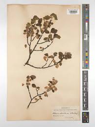 Attēlu rezultāti vaicājumam “Ulmus minor f. suberosa”