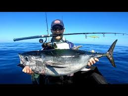 Image result for Thunnus maccoyii