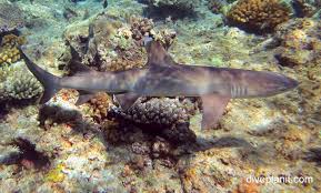 Image result for Triaenodon obesus