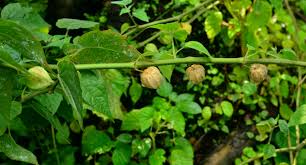 Attēlu rezultāti vaicājumam “Poa angustifolia fruit”