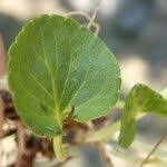 Attēlu rezultāti vaicājumam “Viola palustris leaf”