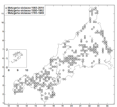 Attēlu rezultāti vaicājumam “Metzgeria violacea”