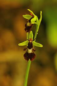 Attēlu rezultāti vaicājumam “Ophrys insectifera flower”