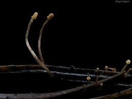 Attēlu rezultāti vaicājumam “Heyderia pusilla”