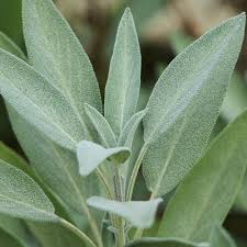 Image result for Salbei