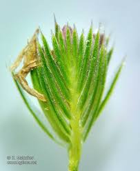 Attēlu rezultāti vaicājumam “Cynosurus cristatus”