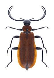 Attēlu rezultāti vaicājumam “Schizotus pectinicornis larva”