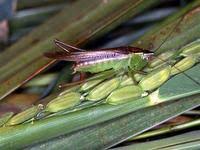 Image result for Mylopharodon conocephalus