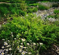 Attēlu rezultāti vaicājumam “Buxus sempervirens flower”
