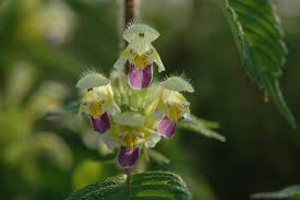 Attēlu rezultāti vaicājumam “Galeopsis speciosa flower”
