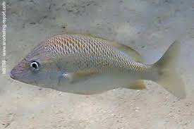 Image result for Haemulon plumierii