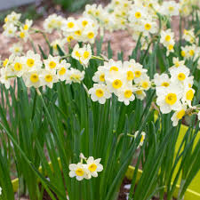 Attēlu rezultāti vaicājumam “Narcissus flower”