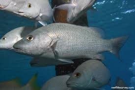 Image result for Lutjanus griseus