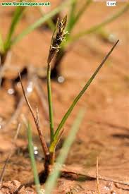 Attēlu rezultāti vaicājumam “Blysmus compressus”