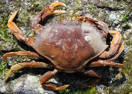 Image result for Metacarcinus magister